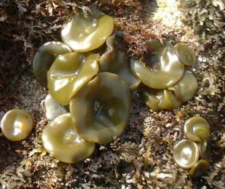Thongweed (Himanthalia elongata)